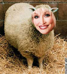 dolly1.jpg dolly1.jpg