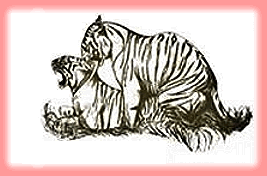 tigersex1.gif