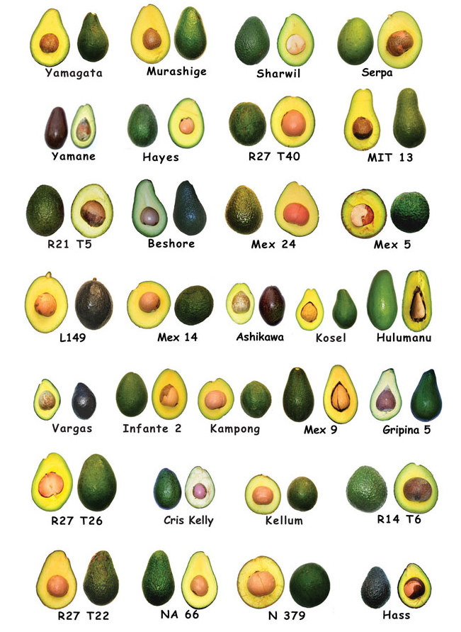 avocadochart.jpg