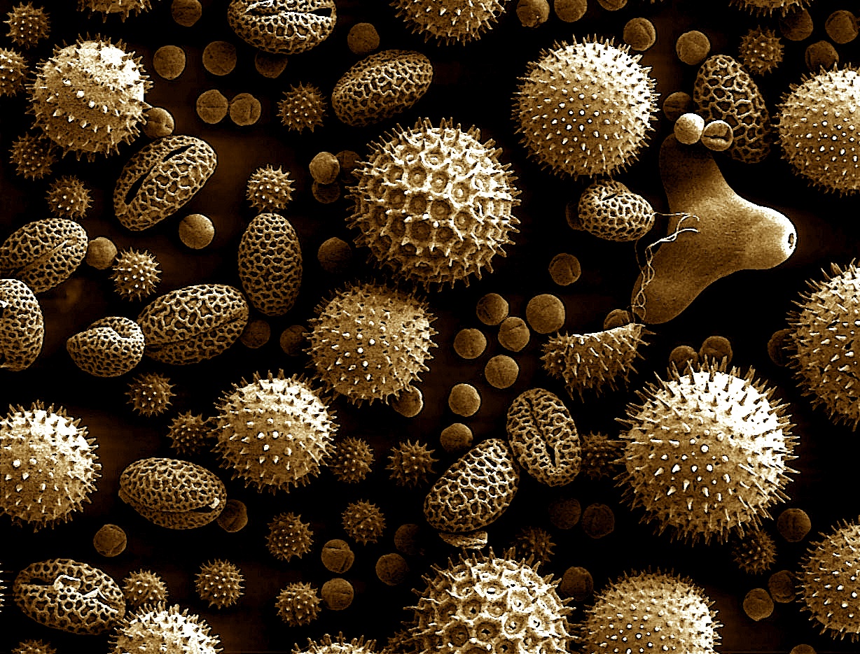 pollensepia.jpg pollensepia.jpg