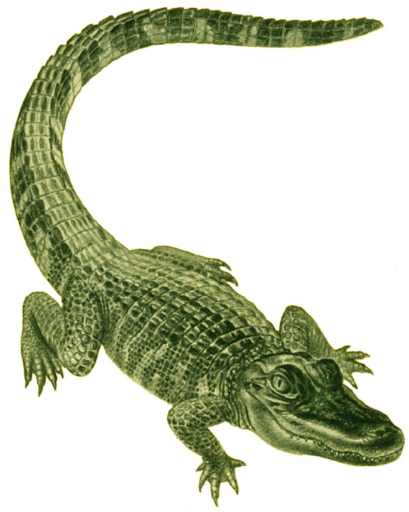 alligator-01.jpg