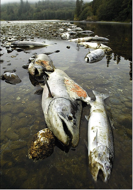 cheney-fish-kill.jpg
