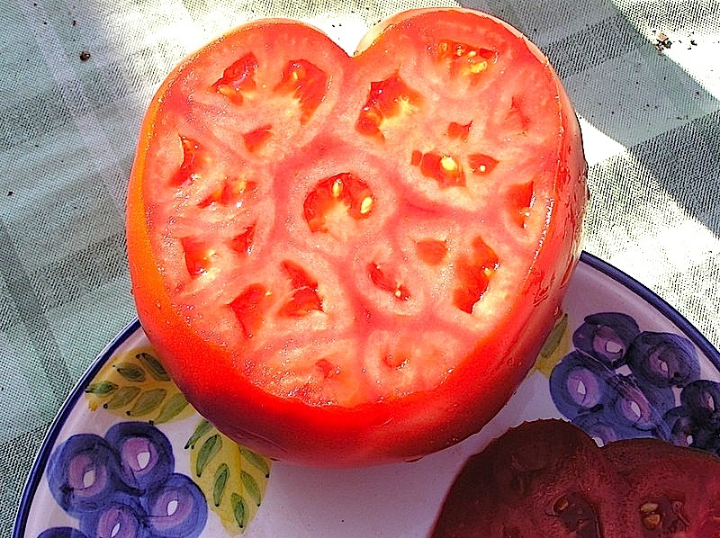 tomato2.jpg tomato2.jpg