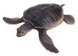 turtle2.gif