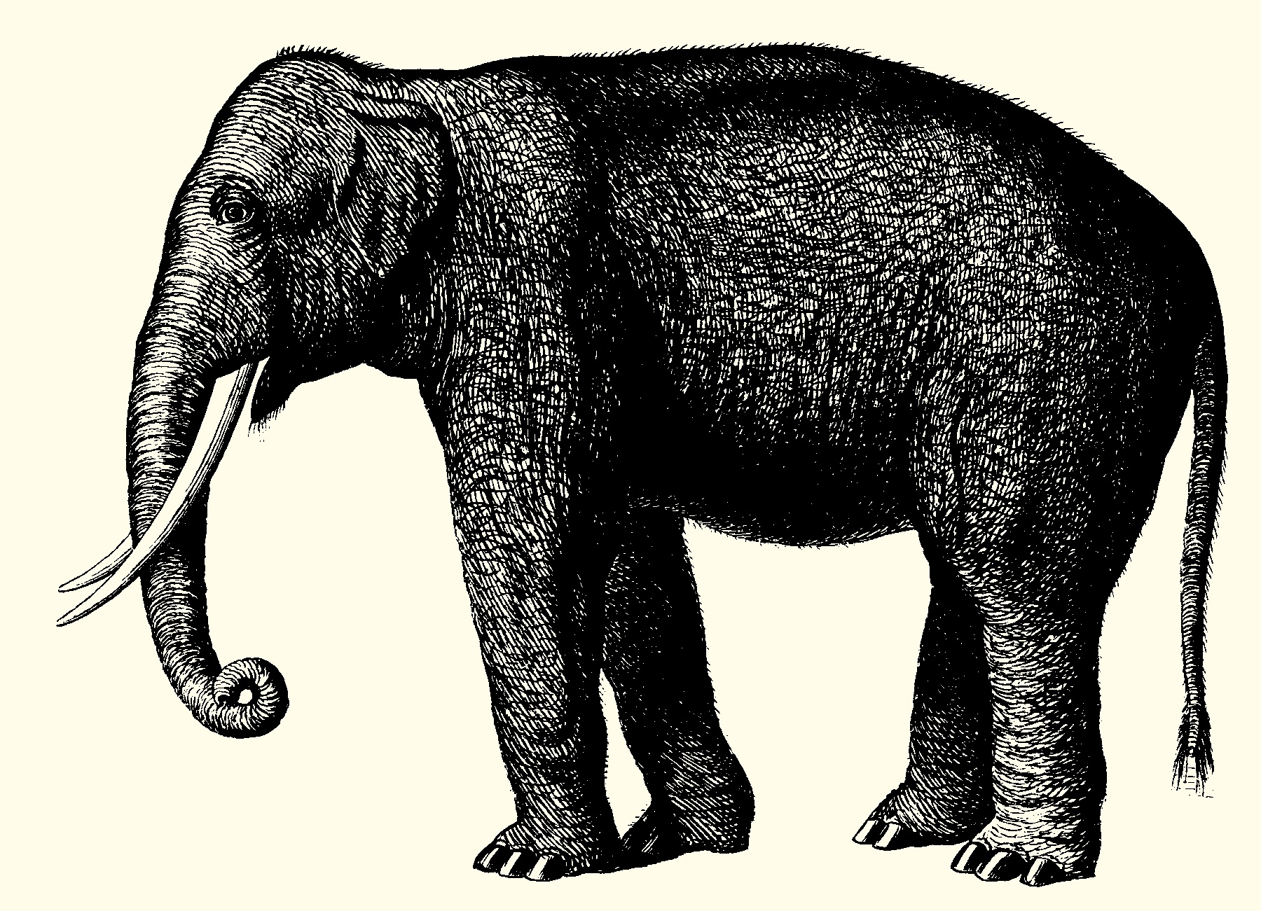 elephantsepia.jpg