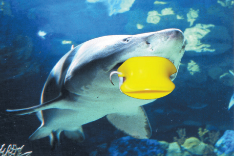 shark_quacker.jpg