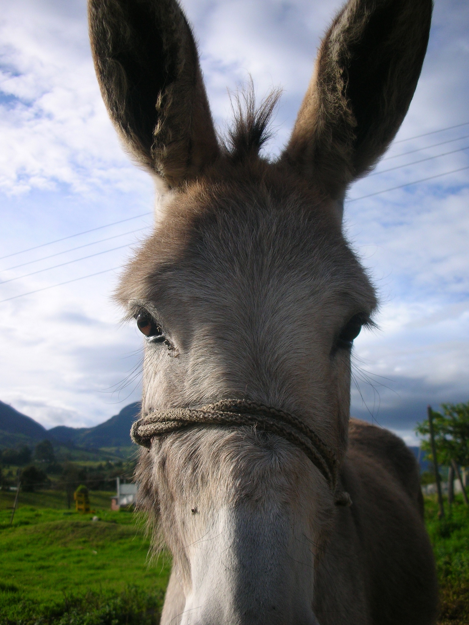donkeyface.jpg