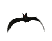 vampire_bat_flying1.gif