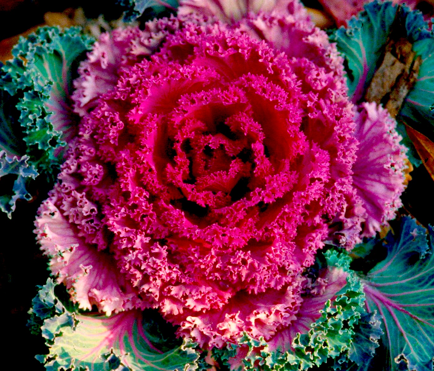 kale_200tweaked.jpg