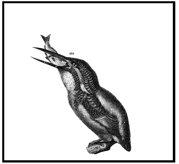 birdfish.gif birdfish.gif