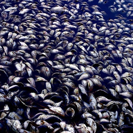 dead_fish_clump_x2_1.jpg