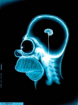 homer_brain.jpg