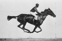 race_horse_animated.gif