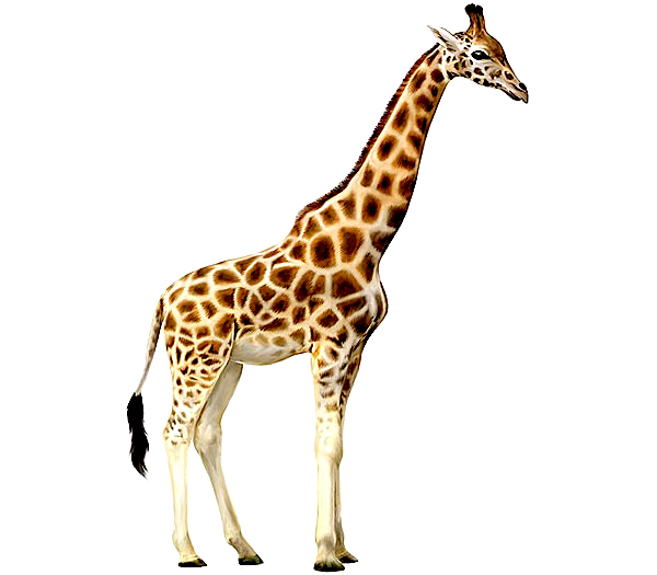 giraffe.jpg