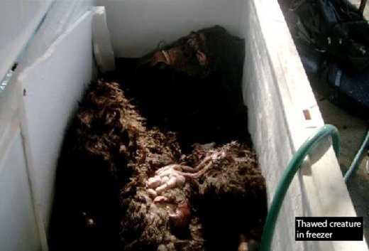 bigfootthawed_creature_in_freezer11cropped.jpg bigfootthawed_creature_in_freezer11cropped.jpg