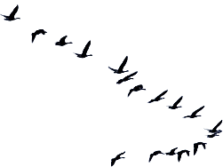 geese2.gif
