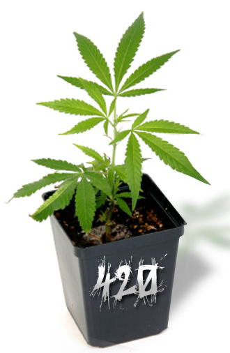 marijuanaplant-1280cropped.jpg