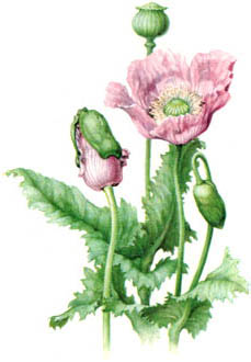 opium-poppy.jpg