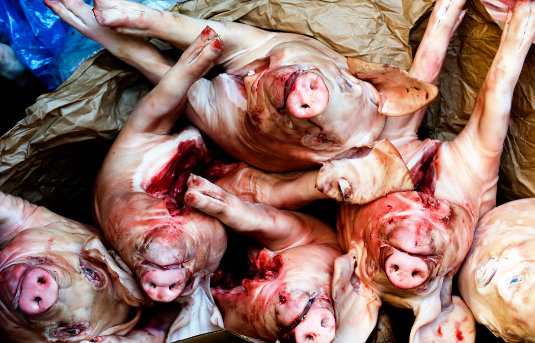 pigs-fusco.jpg