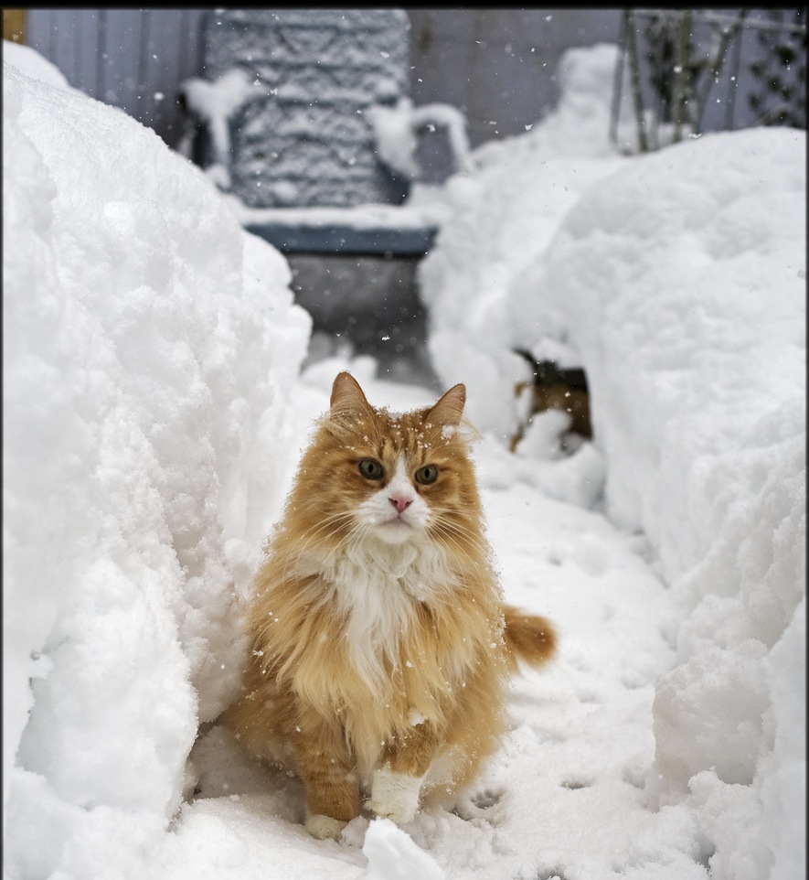 cat-in-snow.jpg cat-in-snow.jpg