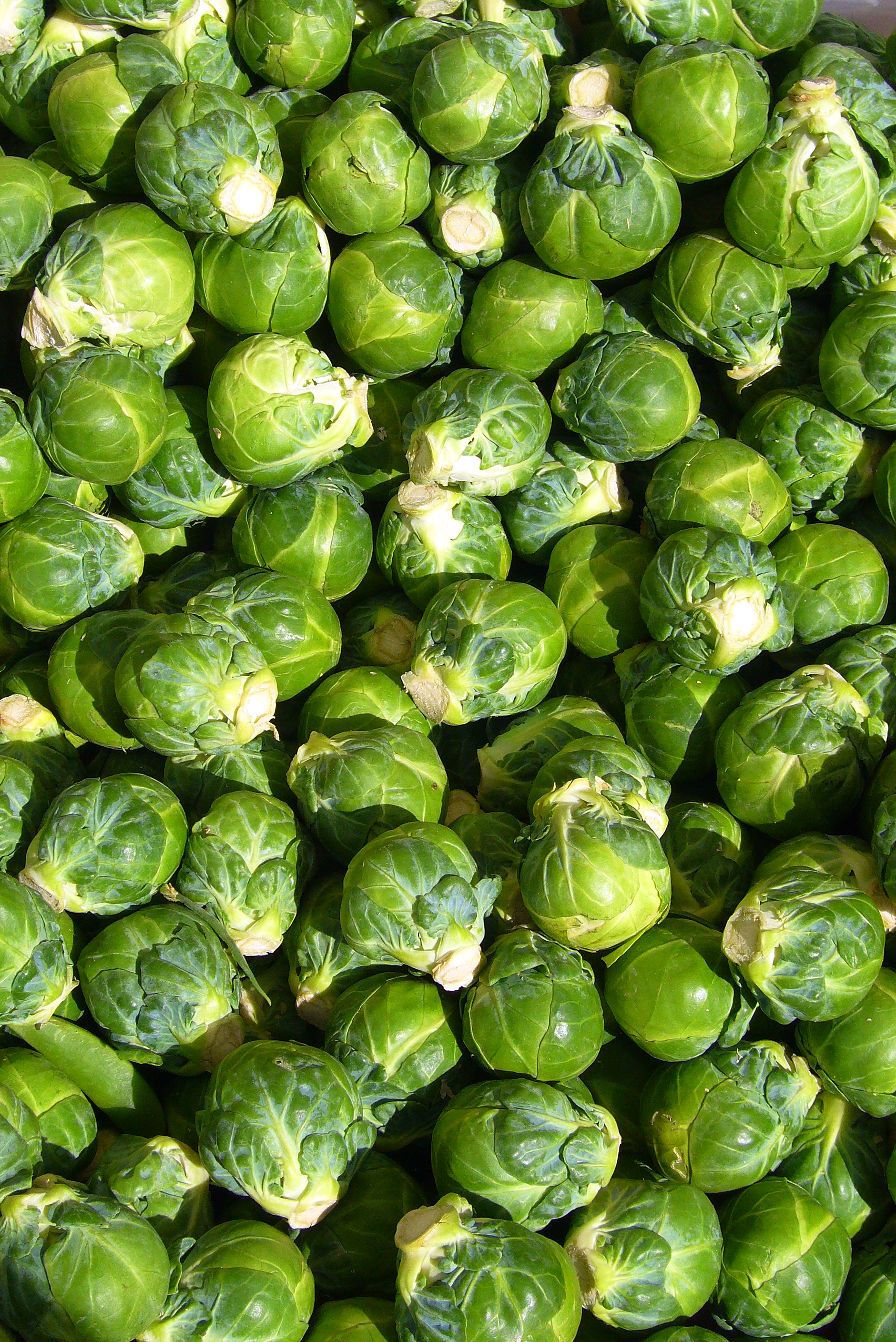 Brussels_sprout_closeup.jpg