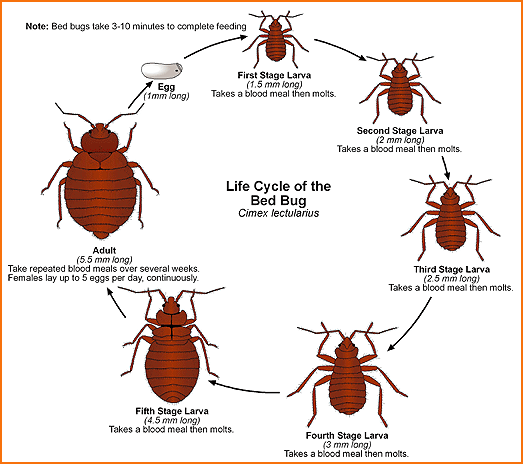 bed-bugs-life-cycle.gif bed-bugs-life-cycle.gif