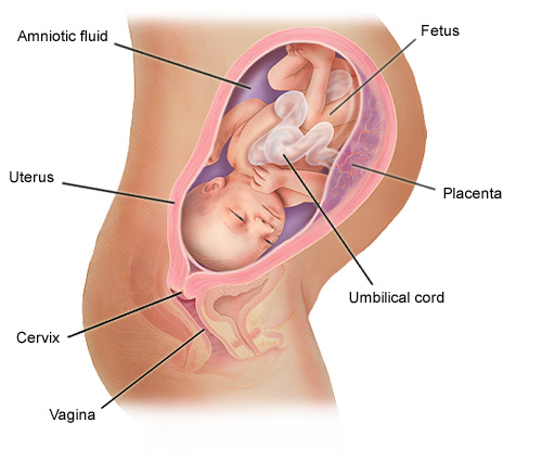 annotated_fetus_8m.jpg