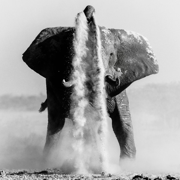 world-elephant-day-denis-roschlau